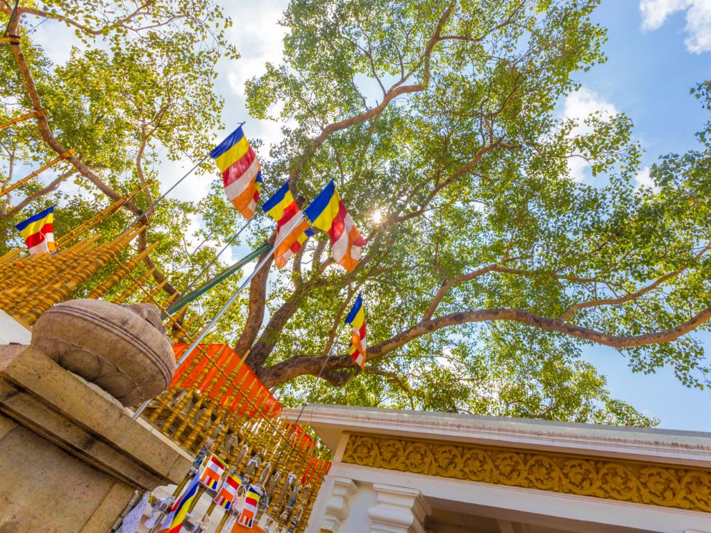 Visit Sri Maha Bodhi Tree